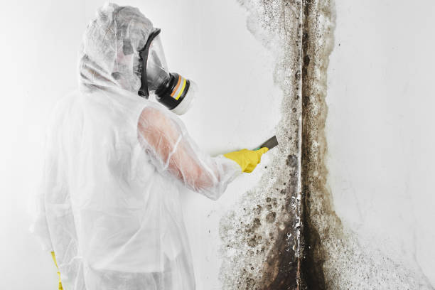 Best Fast Mold Removal  in Rincon, GA