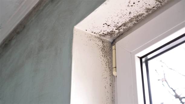 Best Fast Mold Removal  in Rincon, GA