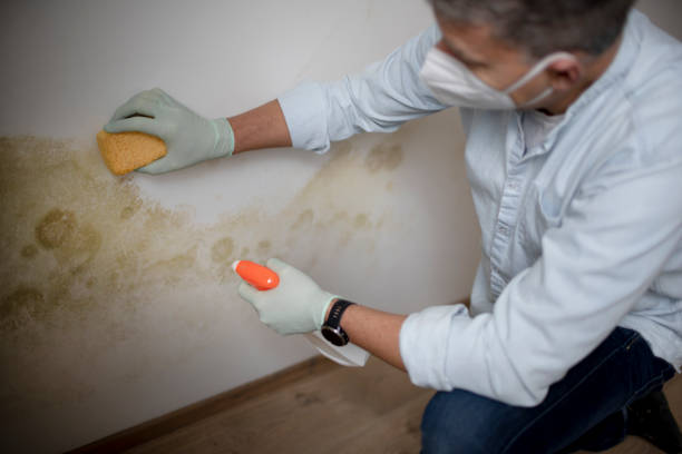 Trusted Rincon, GA Mold Removal Experts