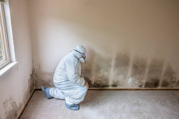 Best Emergency Mold Removal  in Rincon, GA