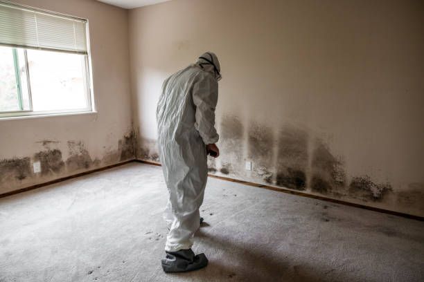 Best Commercial Mold Removal  in Rincon, GA