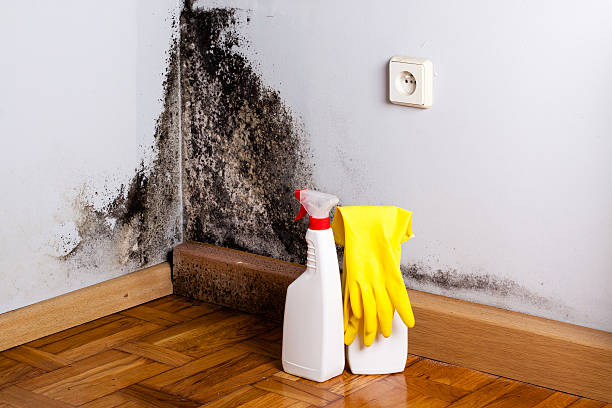 Rincon, GA Mold Removal Pros