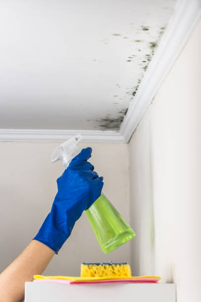 Best Best Mold Removal Companies  in Rincon, GA