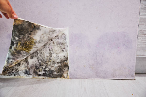 Best Home Mold Removal  in Rincon, GA